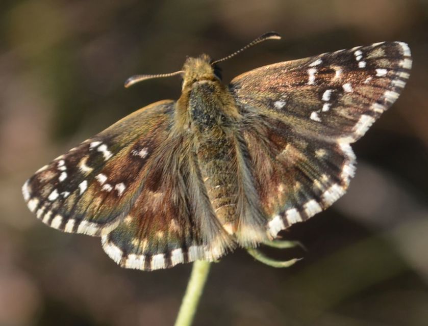 Pyrgus armoricanus - feles busalepke