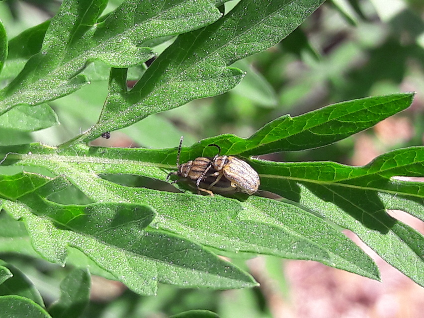 Ophraella communa - parlagfű-olajosbogár