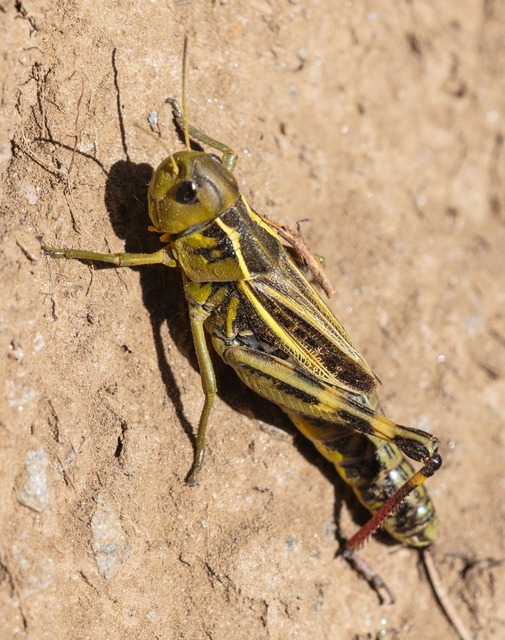 Arcyptera fusca - szép hegyisáska