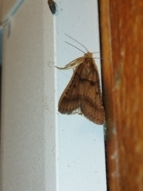 Stemmatophora brunnealis - barna fényilonca
