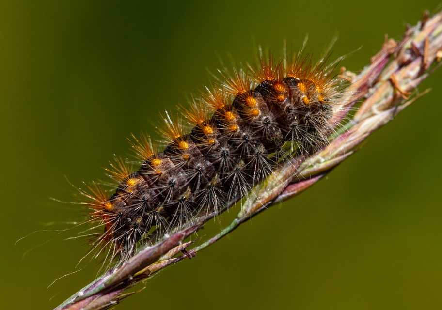 Acronicta auricoma - aranyos szigonyosbagoly