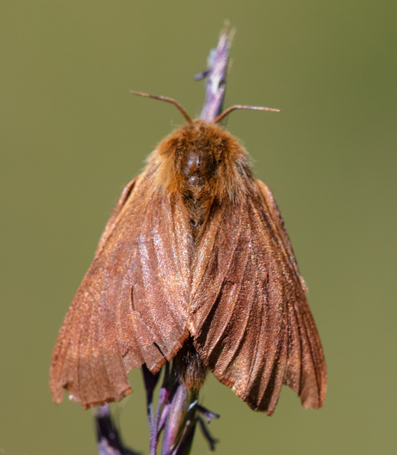 Malacosoma alpicola