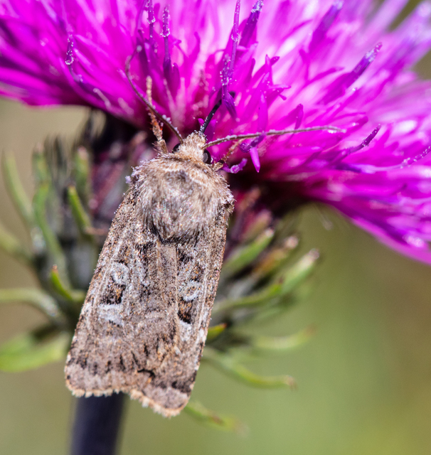 Chersotis ocellina