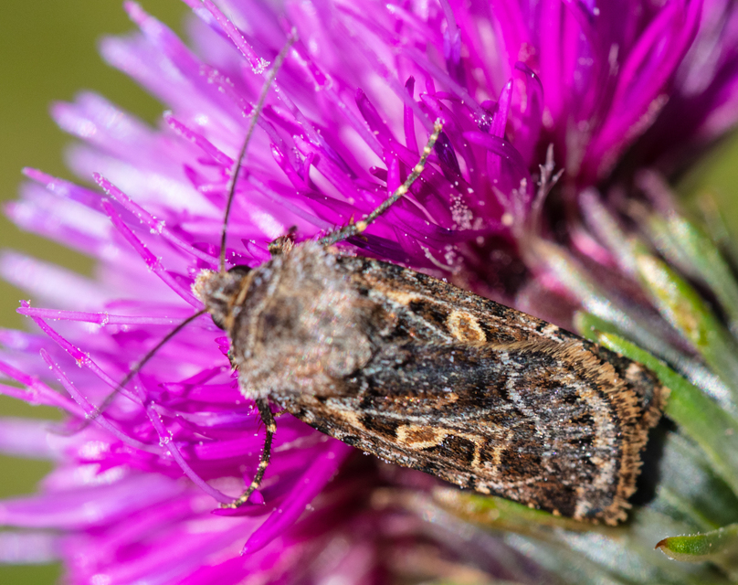 Chersotis ocellina