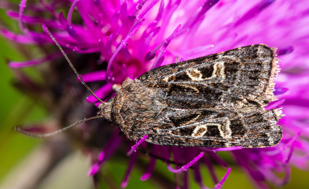 Chersotis ocellina
