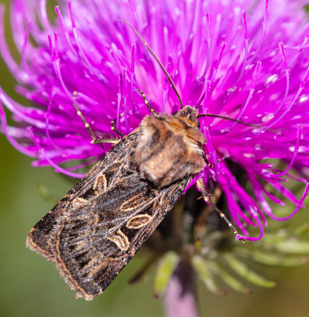 Chersotis ocellina