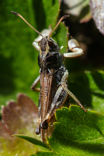 Gomphocerus sibiricus