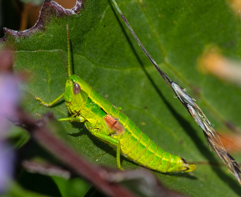 Euthystira brachyptera - smaragdzöld sáska