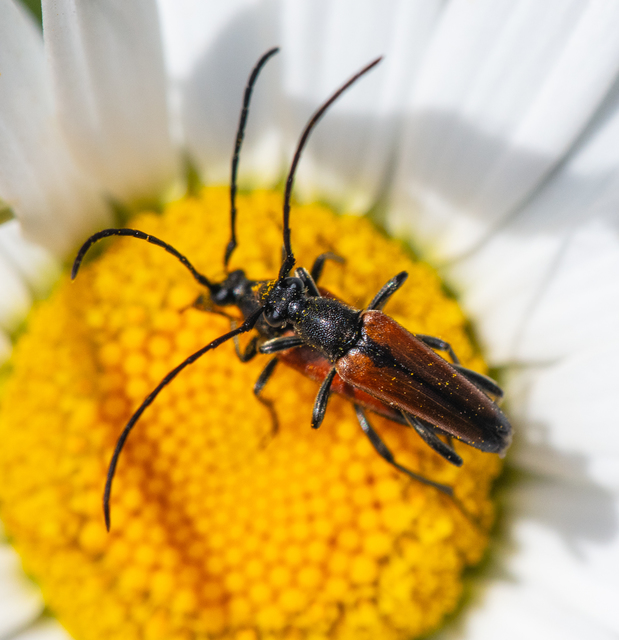 Stenurella melanura - feketevégű karcsúcincér