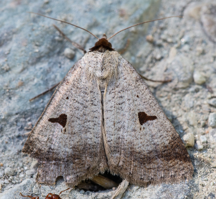 Lygephila lusoria - nagy csüdfűbagoly