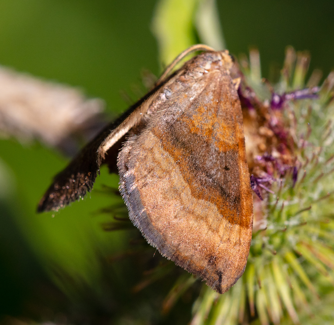 Scotopteryx chenopodiata - libatop-araszoló