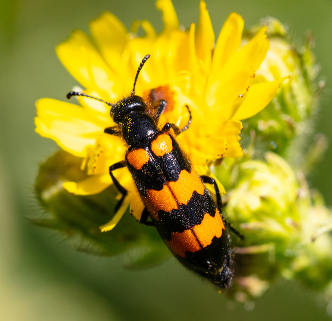 Mylabris variabilis - szalagos hólyaghúzó Mylabris variabilis - szalagos hólyaghúzó