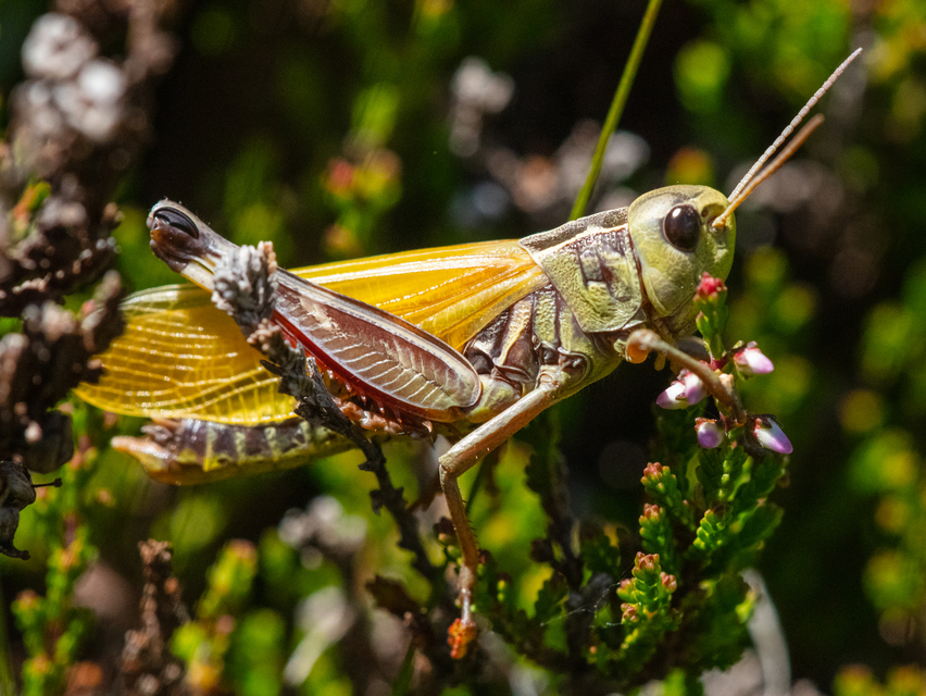 Arcyptera fusca - szép hegyisáska