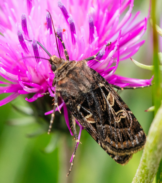 Chersotis ocellina
