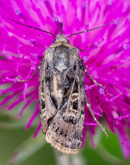 Chersotis ocellina