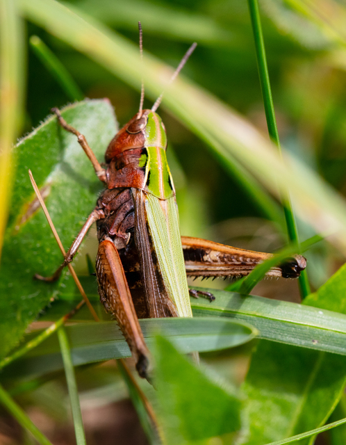 Omocestus