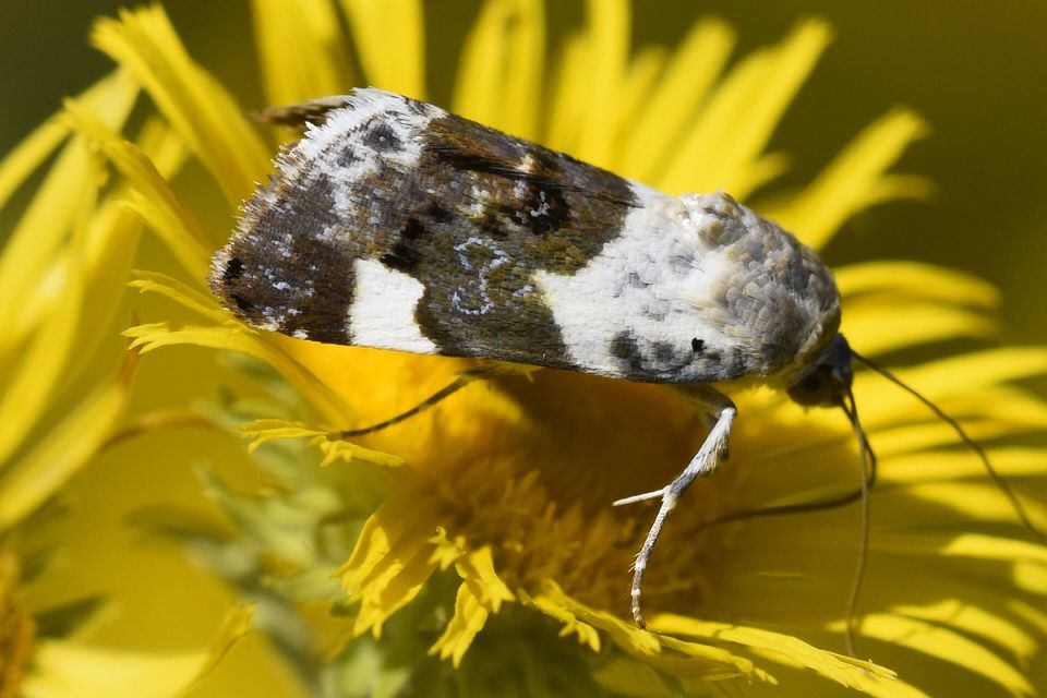 Acontia lucida - fehér nappalibagoly