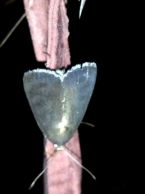 Amphipyra livida - zsírfényű bagoly