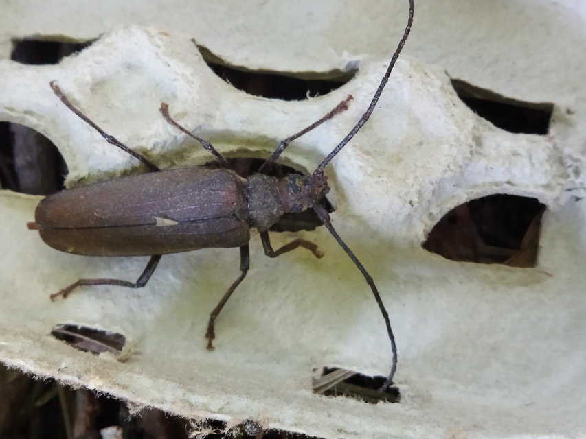 Aegosoma scabricorne - diófacincér