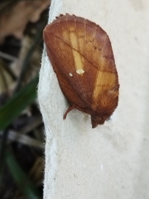 Euthrix potatoria - szomjas pohók