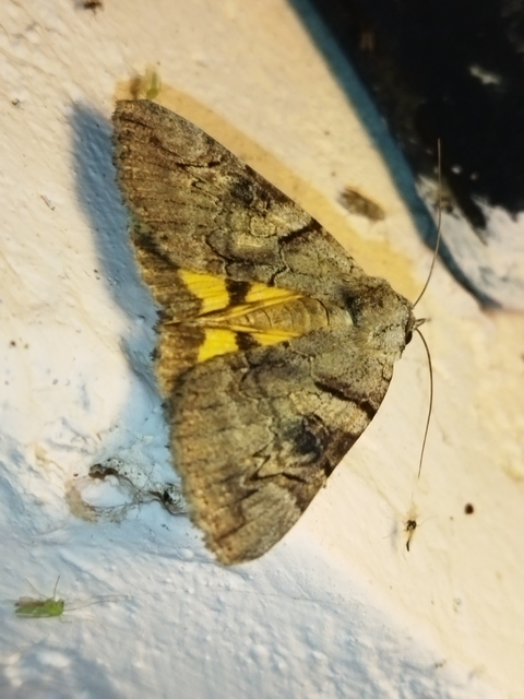 Catocala hymenaea - kökény-övesbagoly