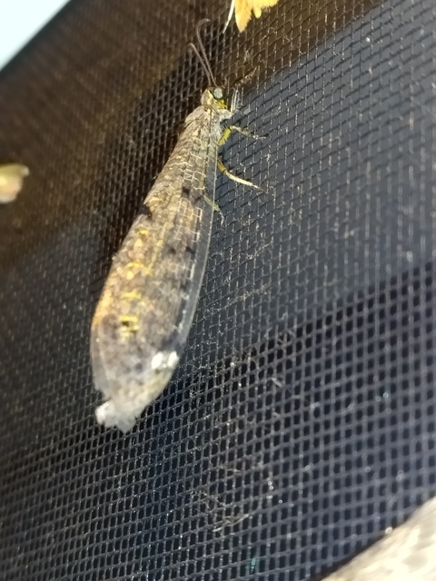 Distoleon tetragrammicus - négyfoltos hangyaleső