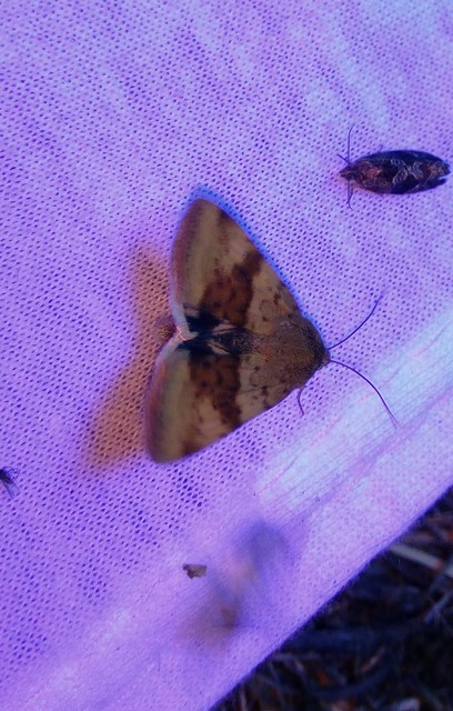Heliothis viriplaca - mácsonyabagoly