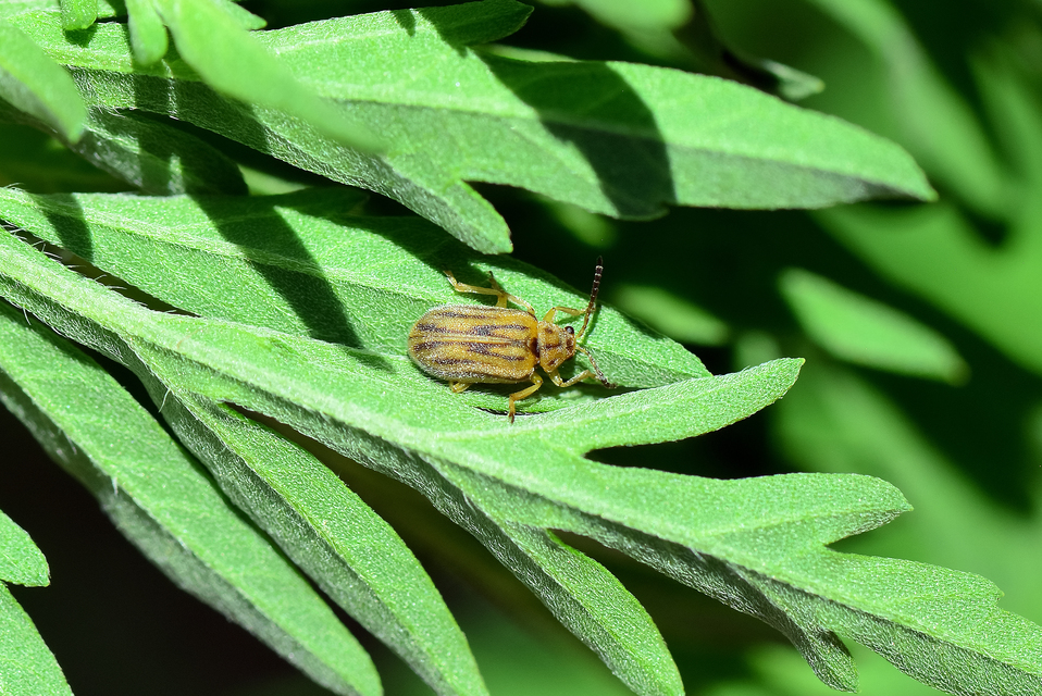 Ophraella communa - parlagfű-olajosbogár