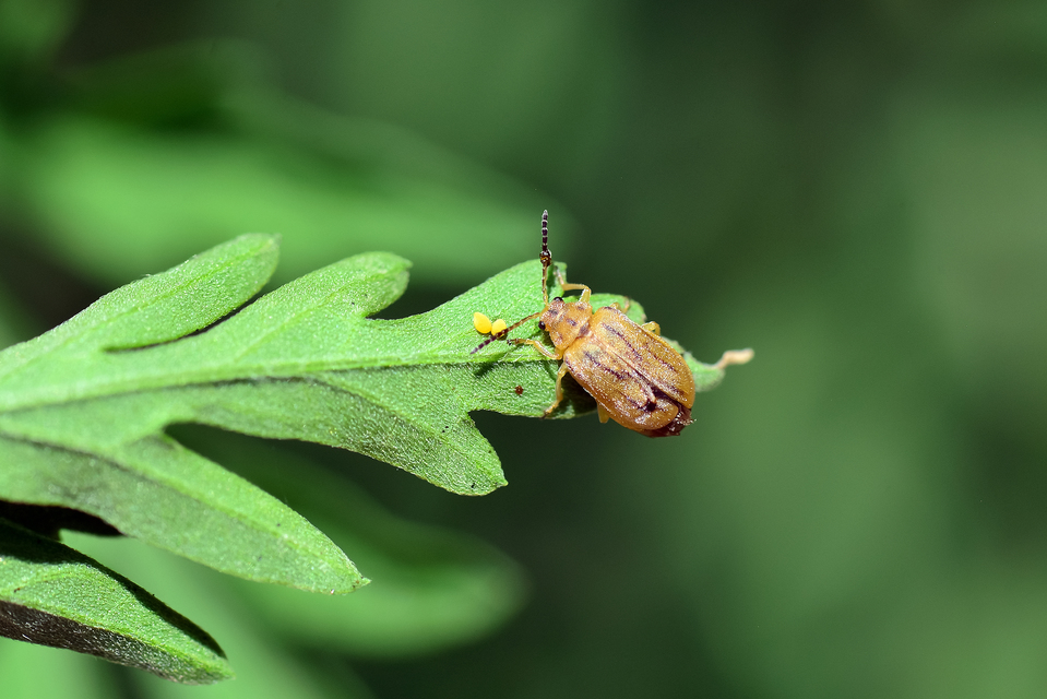 Ophraella communa - parlagfű-olajosbogár