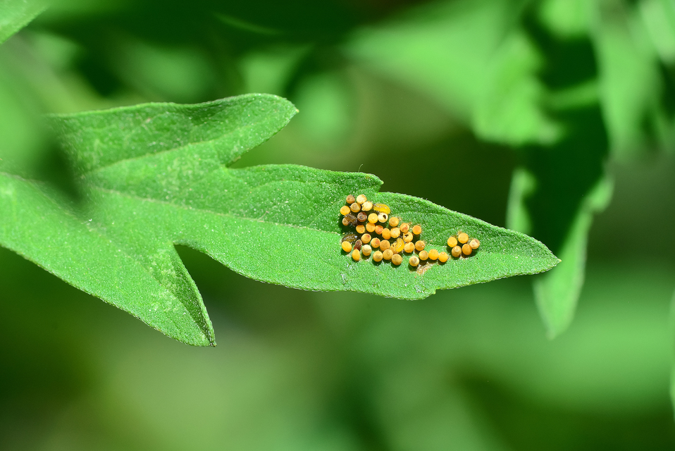 Ophraella communa - parlagfű-olajosbogár