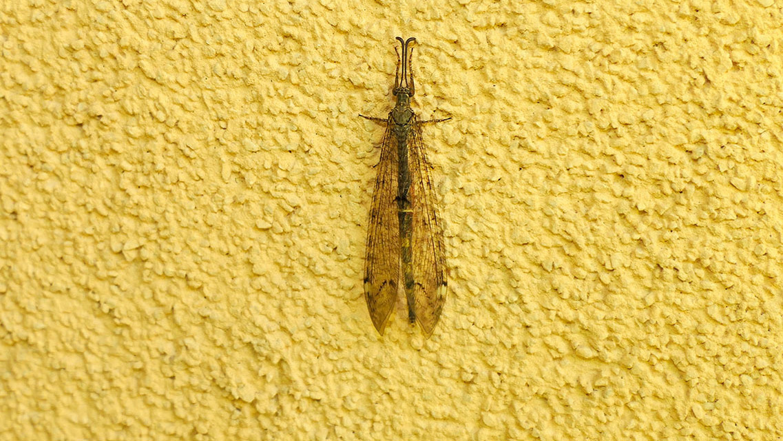 Distoleon tetragrammicus - négyfoltos hangyaleső
