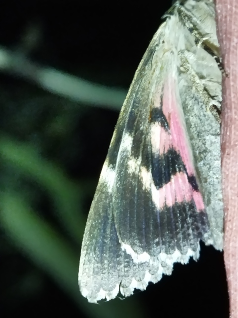 Catocala sponsa - tölgyfa-övesbagoly