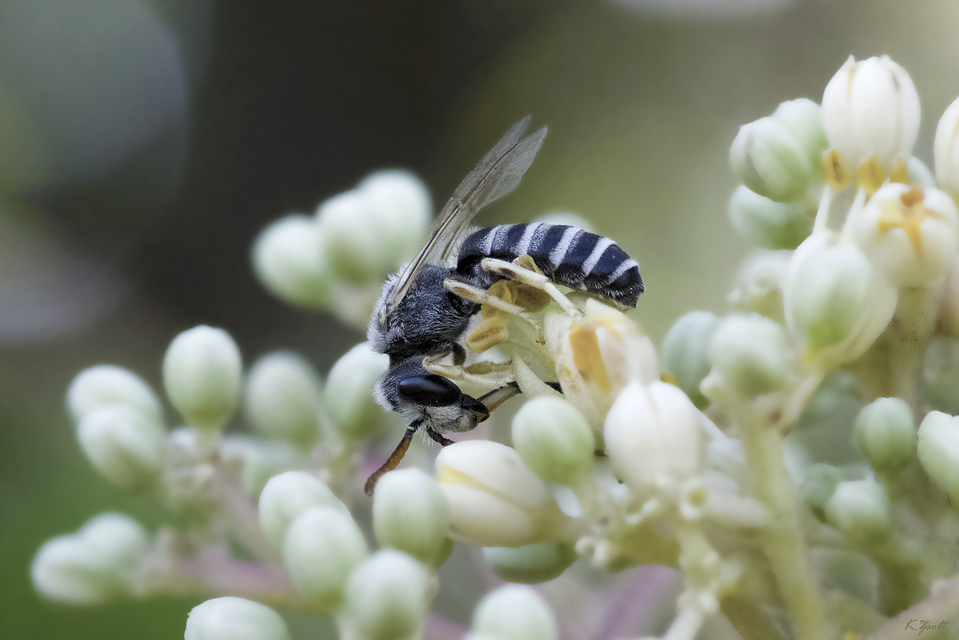 Halictus