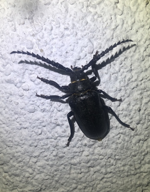 Prionus coriarius - csőszcincér