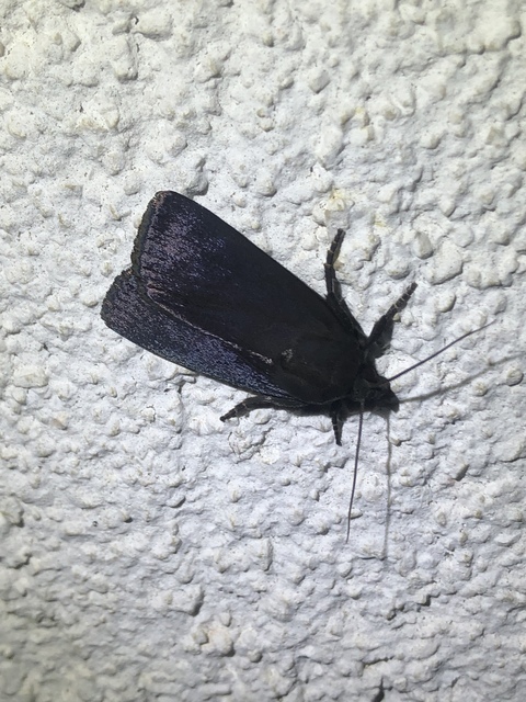 Amphipyra livida - zsírfényű bagoly