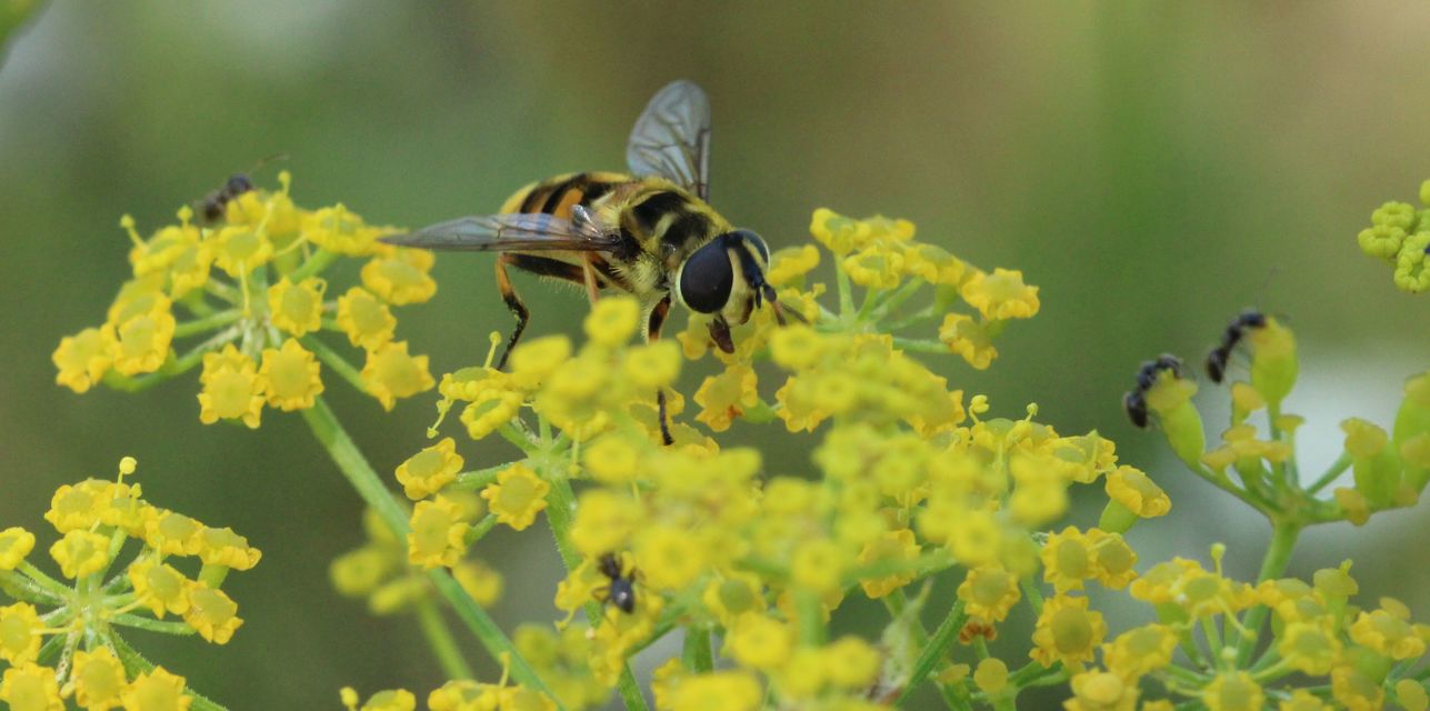 Myathropa florea - halálfejes odúlégy