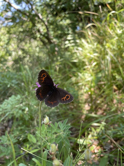 Erebia aethiops - közönséges szerecsenlepke