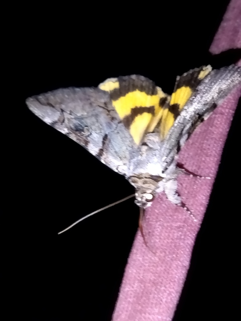 Catocala hymenaea - kökény-övesbagoly
