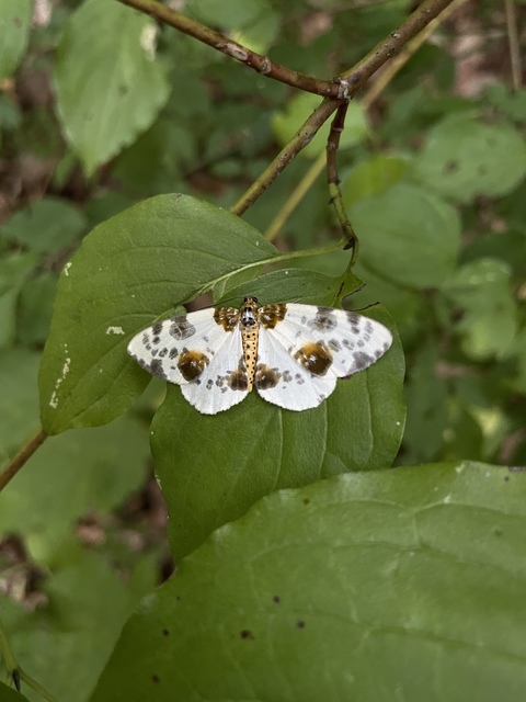 Abraxas sylvata - sárgafoltos araszoló
