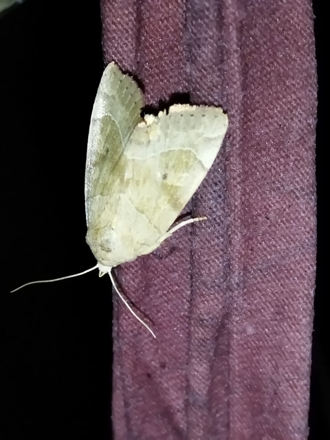 Cosmia trapezina - közönséges lombbagoly