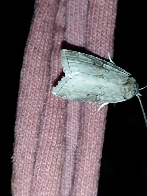 Nycteola asiatica - nyárfa-trapézbagoly