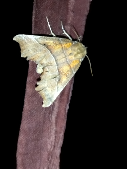 Scoliopteryx libatrix - vörös csipkésbagoly