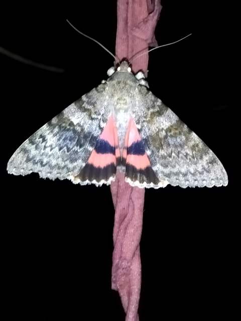 Catocala elocata - közönséges övesbagoly