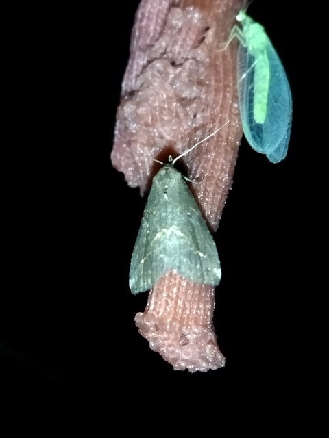 Schrankia costaestrigalis - keskenyszárnyú karcsúbagoly