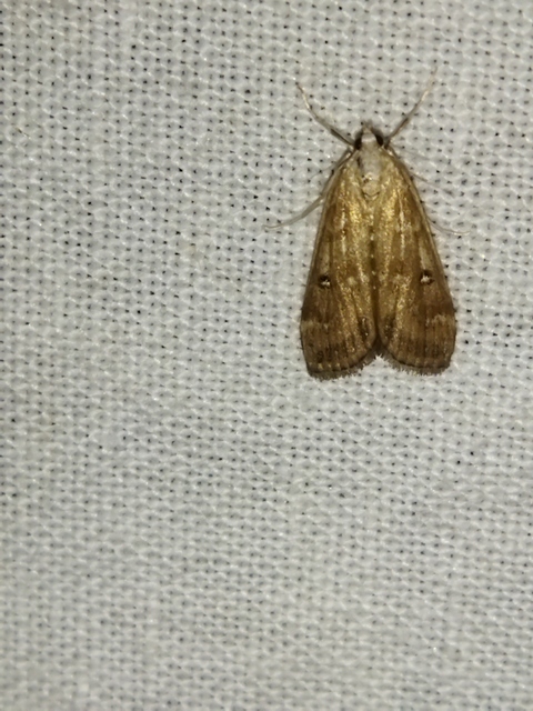 Parapoynx stratiotata - közönséges vízimoly