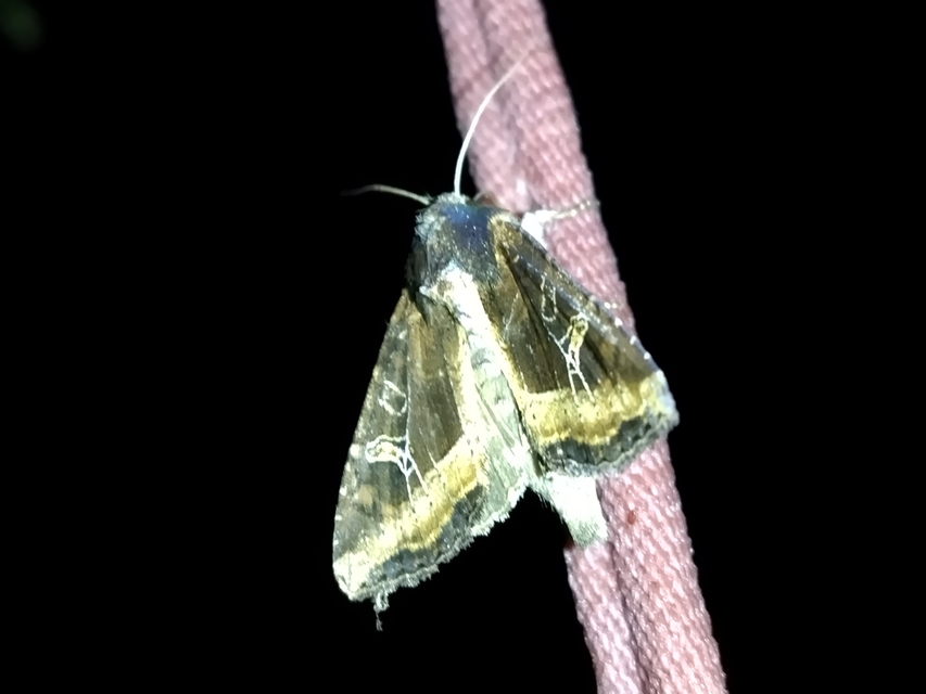 Helotropha leucostigma - mocsári nőszirombagoly