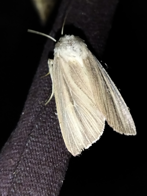 Mythimna pudorina - vörös rétibagoly