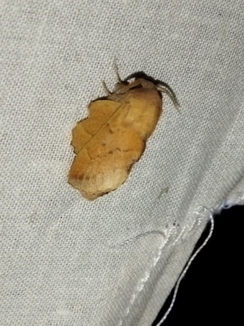 Phyllodesma tremulifolia - nyárlevélpohók
