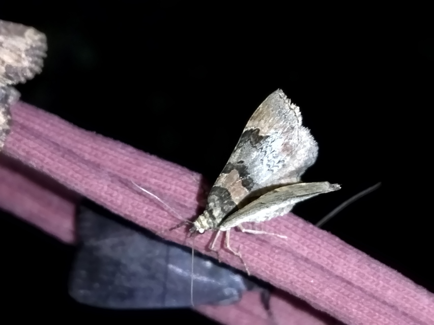 Catarhoe rubidata - piros tarkaaraszoló