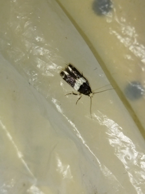 Recurvaria leucatella - nagy vörös-rügysodrómoly